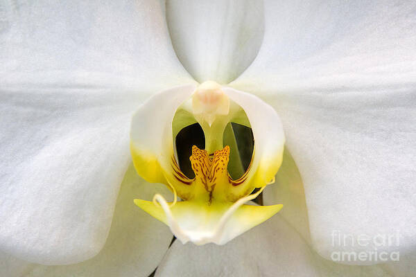 Simplicitymoth Orchid Art Print featuring the photograph Simplicity by Jemmy Archer