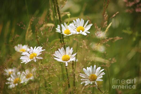 Flowers Art Print featuring the photograph Simplicity by Sheila Ping