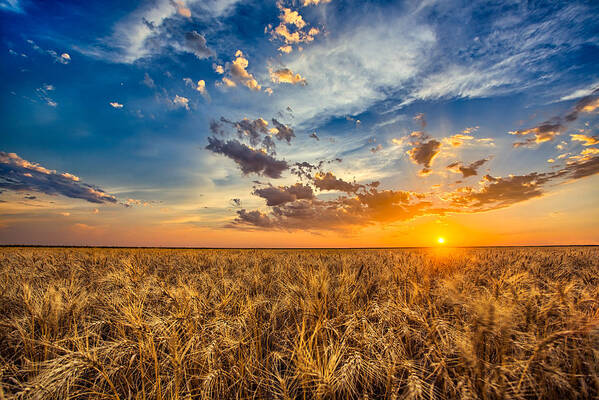 Wheat Art Print featuring the photograph Simplicity by Thomas Zimmerman