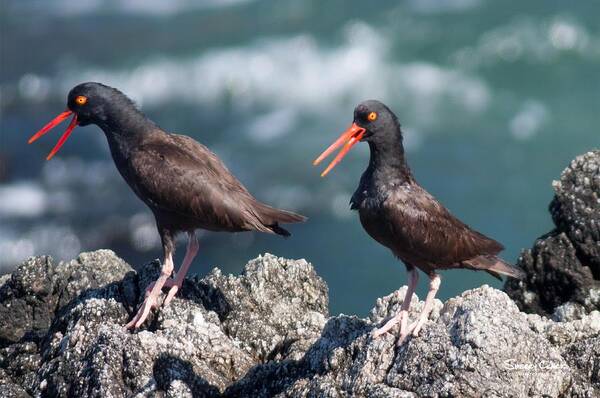  Art Print featuring the photograph Sing Loud by Sherry Clark