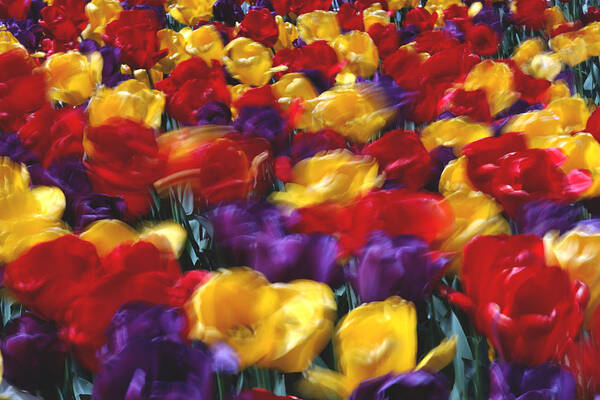 Flower Art Print featuring the photograph Singing tulips L062 by Yoshiki Nakamura