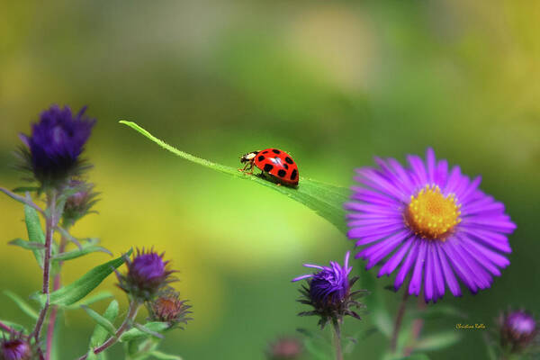 Ladybug Art Print featuring the photograph Single In Search by Christina Rollo