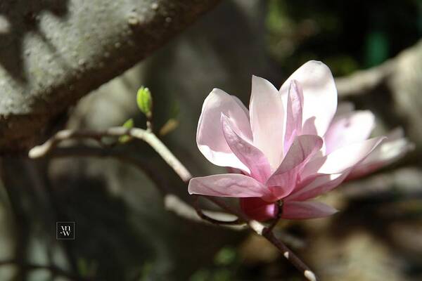 Magnolia Art Print featuring the photograph Single Magnolia Blossom by Yvonne Wright