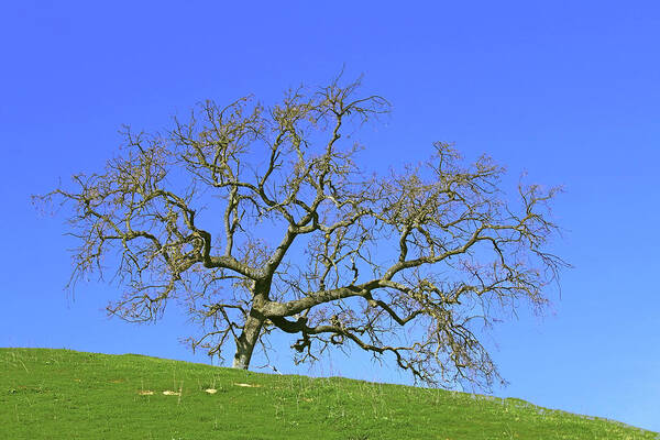 Los Olivos Art Print featuring the photograph Single Oak Tree by Art Block Collections