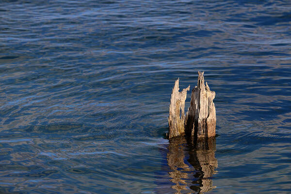 Pilings Art Print featuring the photograph Single Old Piling Horizontal by Mary Bedy