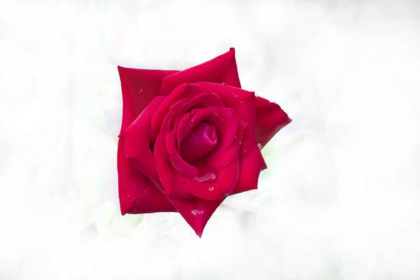 Rose Art Print featuring the photograph Single Red Rose by Judy Hall-Folde