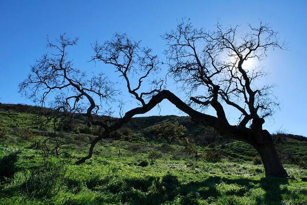 Tree Art Print featuring the photograph Single Tree in Green Hills- Backlit View by Matt Quest