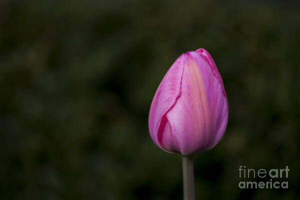 Flower Art Print featuring the photograph Single Tulip by Andrea Silies