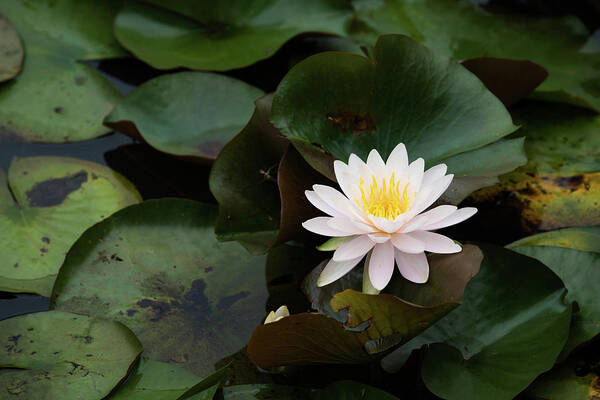 Bloom Art Print featuring the photograph Single White Pristine Lotus Lily by Dennis Dame