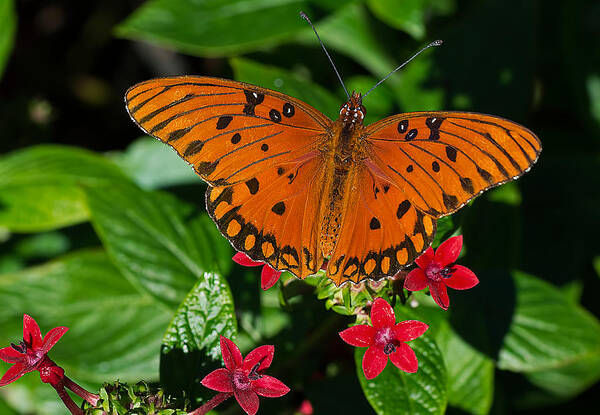Wildlife Art Print featuring the photograph Sipping Gulf Fritillary by Kenneth Albin