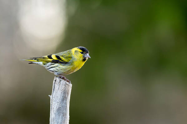 Siskin On Top Art Print featuring the photograph Siskin on top by Torbjorn Swenelius