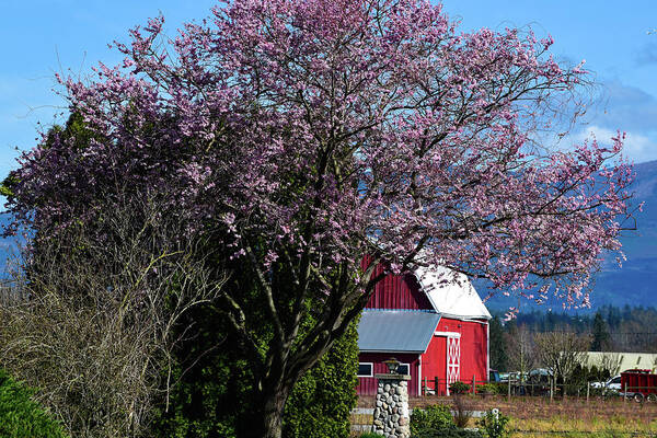 Skagit Spring With Red Barn Art Print featuring the photograph Skagit Spring with Red Barn by Tom Cochran