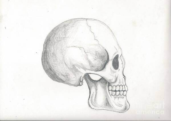 Pencil Art Print featuring the drawing Skull Study by Reed Novotny