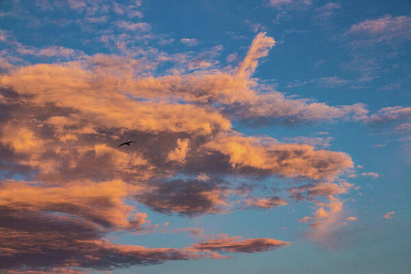 Bay Art Print featuring the photograph Skyward by Richard Goldman