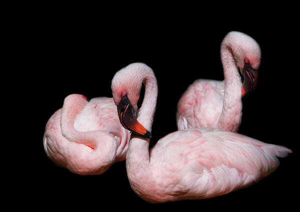 Flamingo Art Print featuring the photograph Sleeping Beauties by Rebecca Cozart