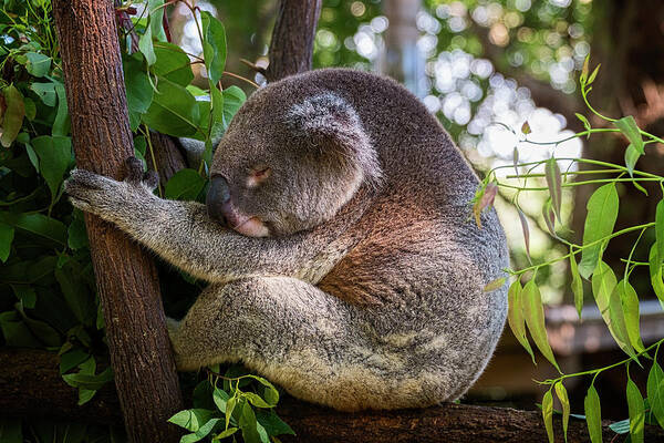 Koala Art Print featuring the photograph Sleeping Beauty by Catherine Reading