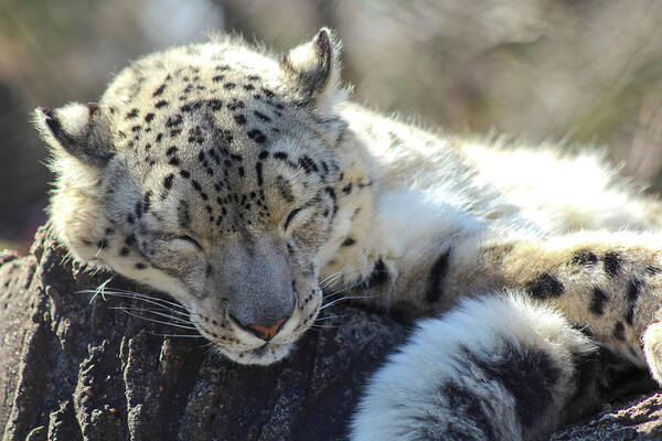 Snow Leopard Art Print featuring the photograph Sleeping Snow Leopard by Holly Ross