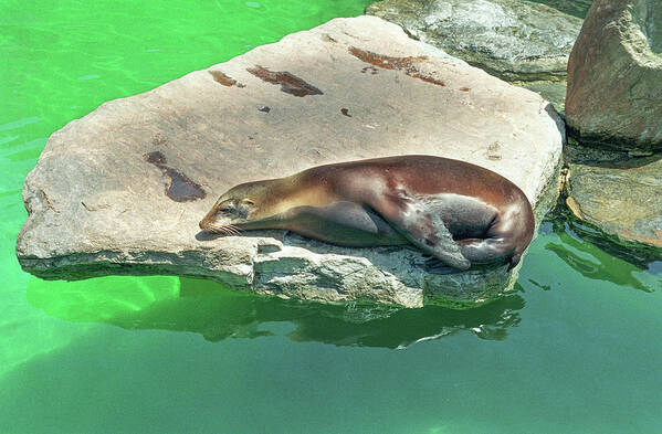 Animal Art Print featuring the photograph Sea Lion On A Rock by Tom Potter
