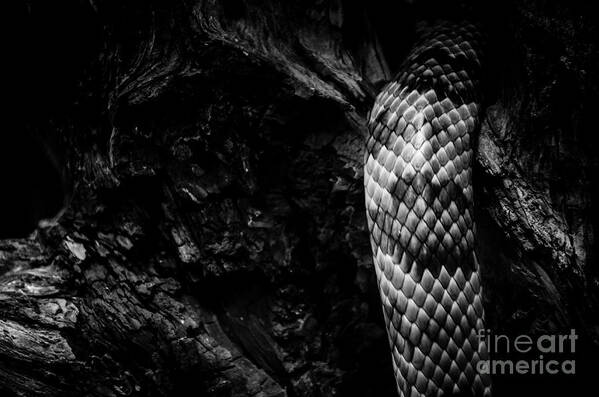 Snake Art Print featuring the photograph Slither by Jonas Luis