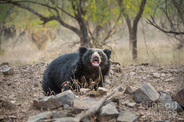 Wildlife Art Print featuring the digital art Sloth Bear Stare by Pravine Chester