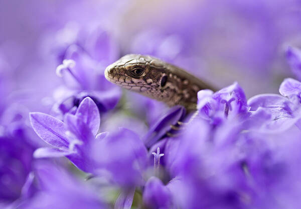 Animal Art Print featuring the photograph Small lizard by Jaroslaw Blaminsky