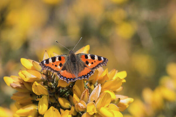 Nature Art Print featuring the photograph Small Tortoiseshell on gorse by Wendy Cooper
