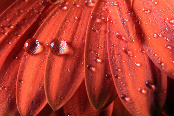 Gerbera Daisy Art Print featuring the photograph Small Water Drops by Angela Murdock