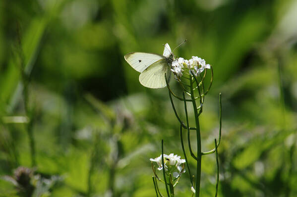 Butterfly Art Print featuring the photograph Small White In Scottish Meadow by Adrian Wale