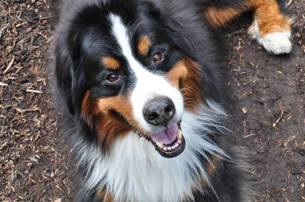 Outside Art Print featuring the photograph Smiling Bernese Mountain Dog by Pelo Blanco Photo