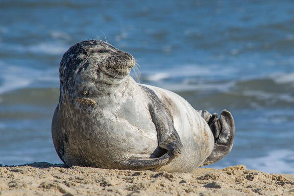 Harbor Seal Art Print featuring the photograph Smiling Seal by Cyndi Goetcheus Sarfan