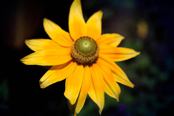 Yellow Flower Art Print featuring the photograph Smiling Sun by Milena Ilieva