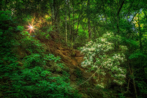 Blue Ridge Mountains Art Print featuring the photograph Smoky Spring Rhododendron by Sylvia J Zarco