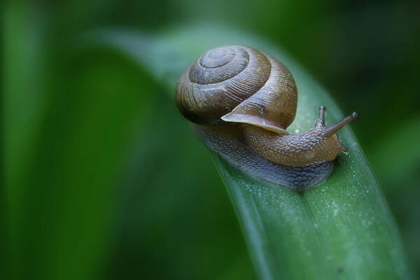 Snail Art Print featuring the photograph Snail In The Morning by Mike Eingle