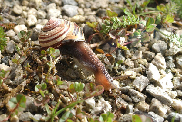 Snail Art Print featuring the photograph Snail on Rocks by Steve Somerville