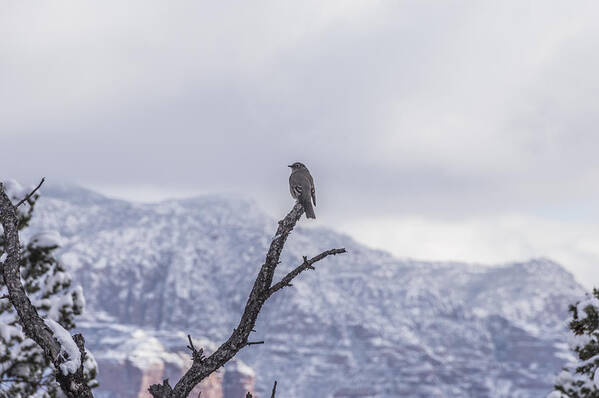 Sedona Art Print featuring the photograph Snow Bird by Laura Pratt