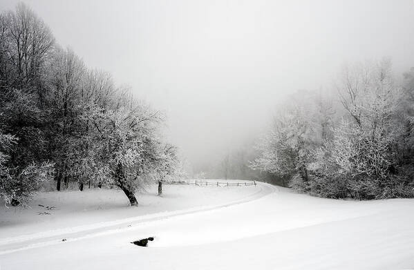 Snow Art Print featuring the photograph Snow Bound by Greg Reed