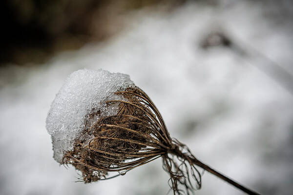 Snow Art Print featuring the photograph Snow Cone Au Naturel by Belinda Greb