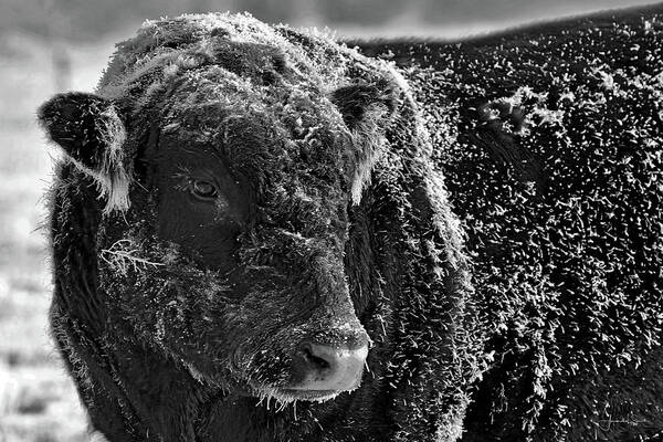Ice Art Print featuring the photograph Snow Covered Ice Bull by Amanda Smith