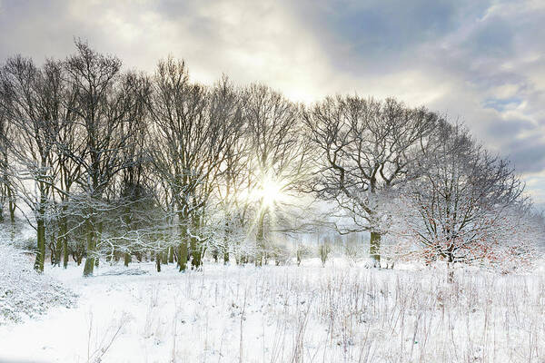 Snow Art Print featuring the photograph Snow covered rural trees with early morning sunrise by Simon Bratt