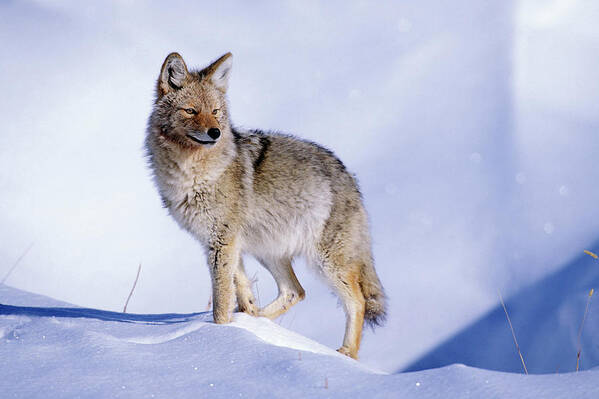 Nature Art Print featuring the photograph Snow Coyote Pose by Mark Miller