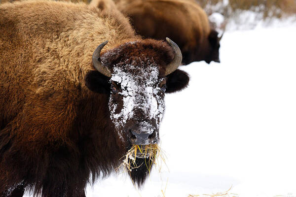 Bison Art Print featuring the photograph Snow Face by Greg Norrell