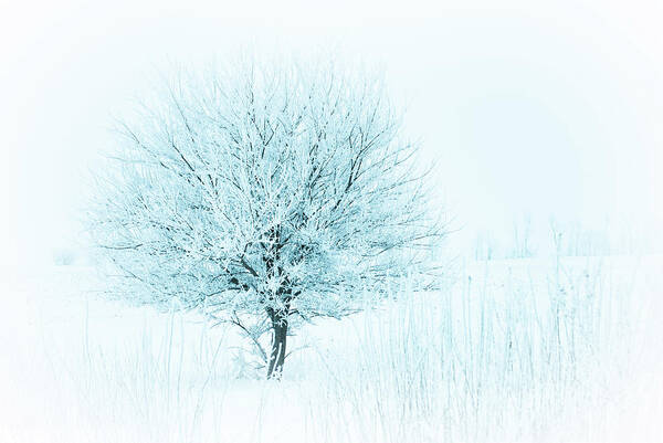 Winter Art Print featuring the photograph Snow Field Tree by Troy Stapek