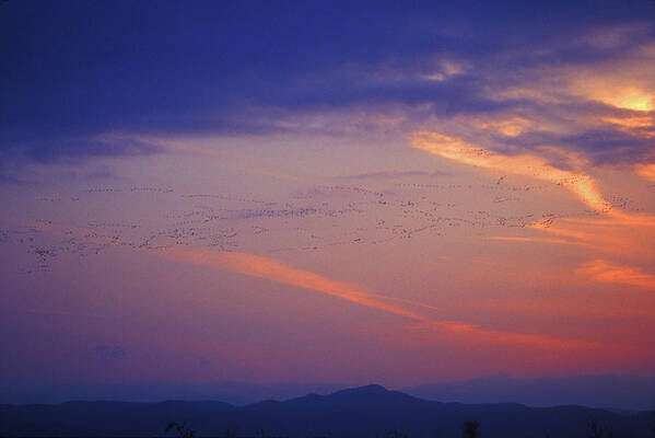 Vermont Art Print featuring the photograph Snow Geese at Sunset by John Burk