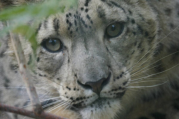 Animals Art Print featuring the photograph Snow Leopard 10 by Ernest Echols