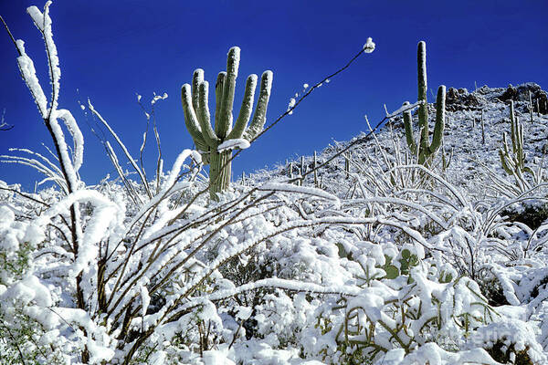 Snow Powder Sugars the Amazing Saguaro Cactus Art Print by Wernher