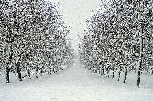 Trees Art Print featuring the photograph Snow Trees by Andy Thompson