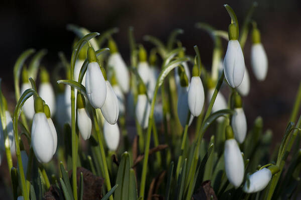  Art Print featuring the photograph Snowdrops by Dan Hefle
