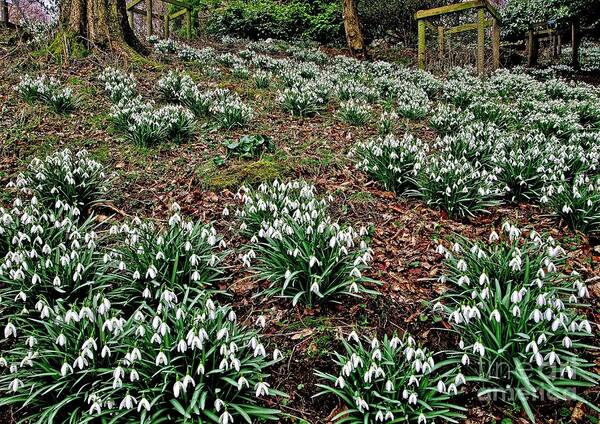 Snowdrop Art Print featuring the photograph Snowdrops In Spring Woodland by Martyn Arnold