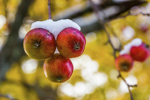 Apples Art Print featuring the photograph Snowy Apples by Tim Kirchoff