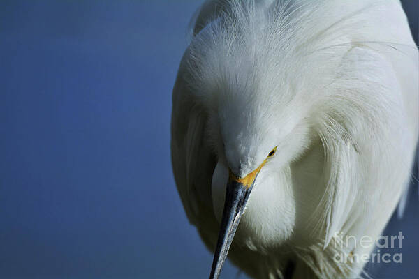 Snowy Egret Art Print featuring the photograph Snowy Close Up by Julie Adair